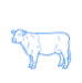 Boeuf frais casher